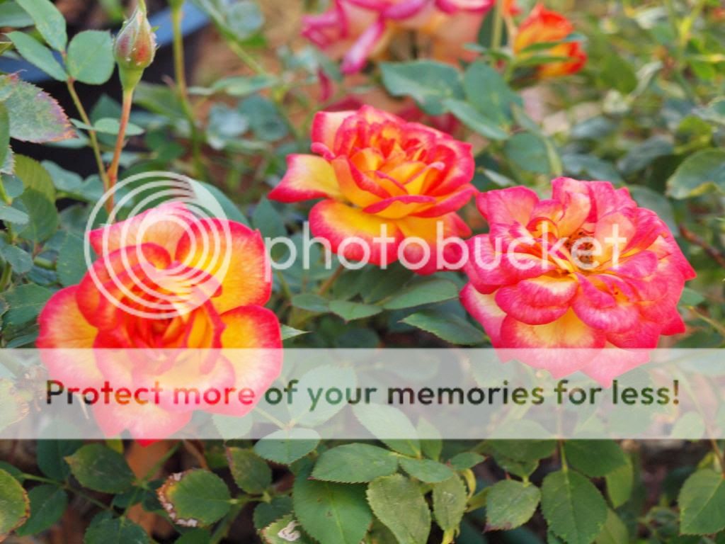  photo GlowingAmber.jpg